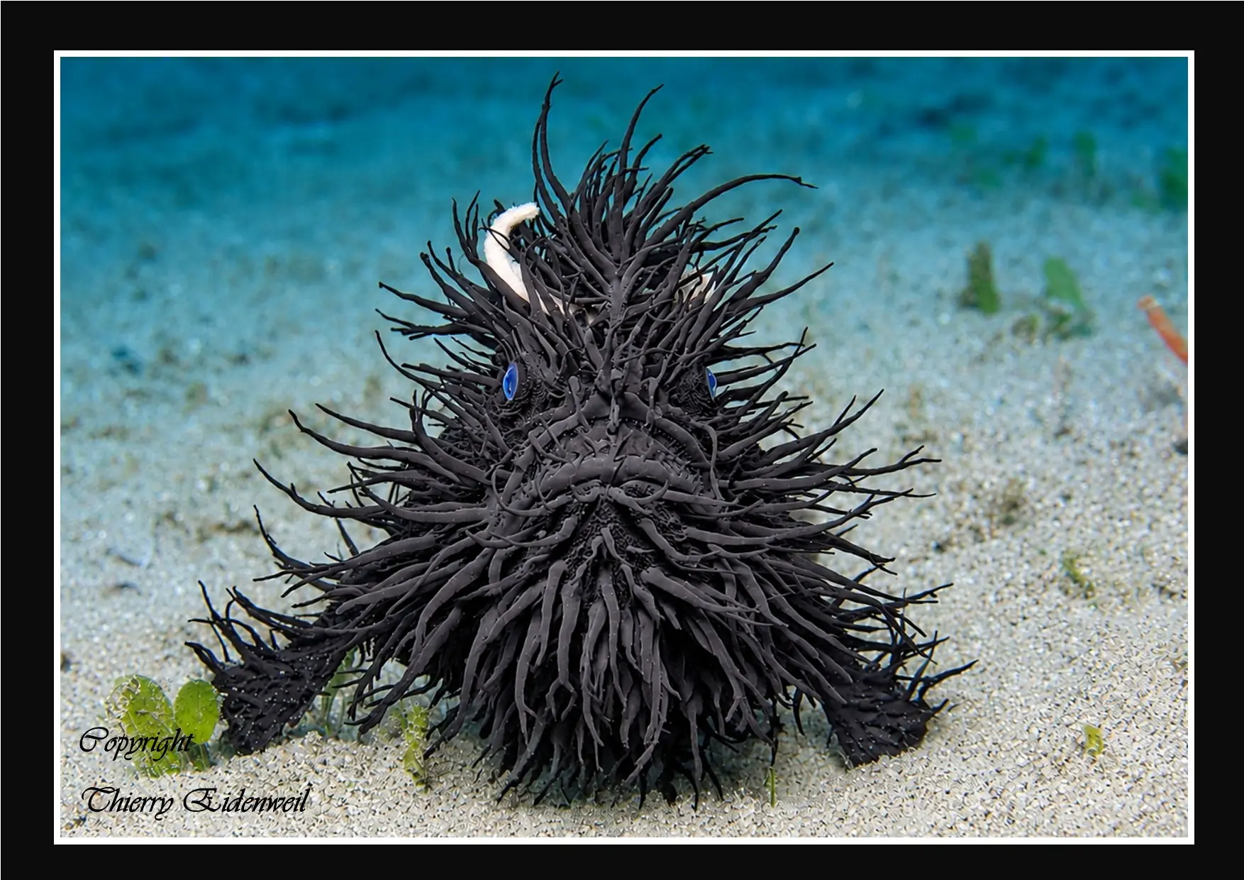 Anilao Macro Dive Media Highlight